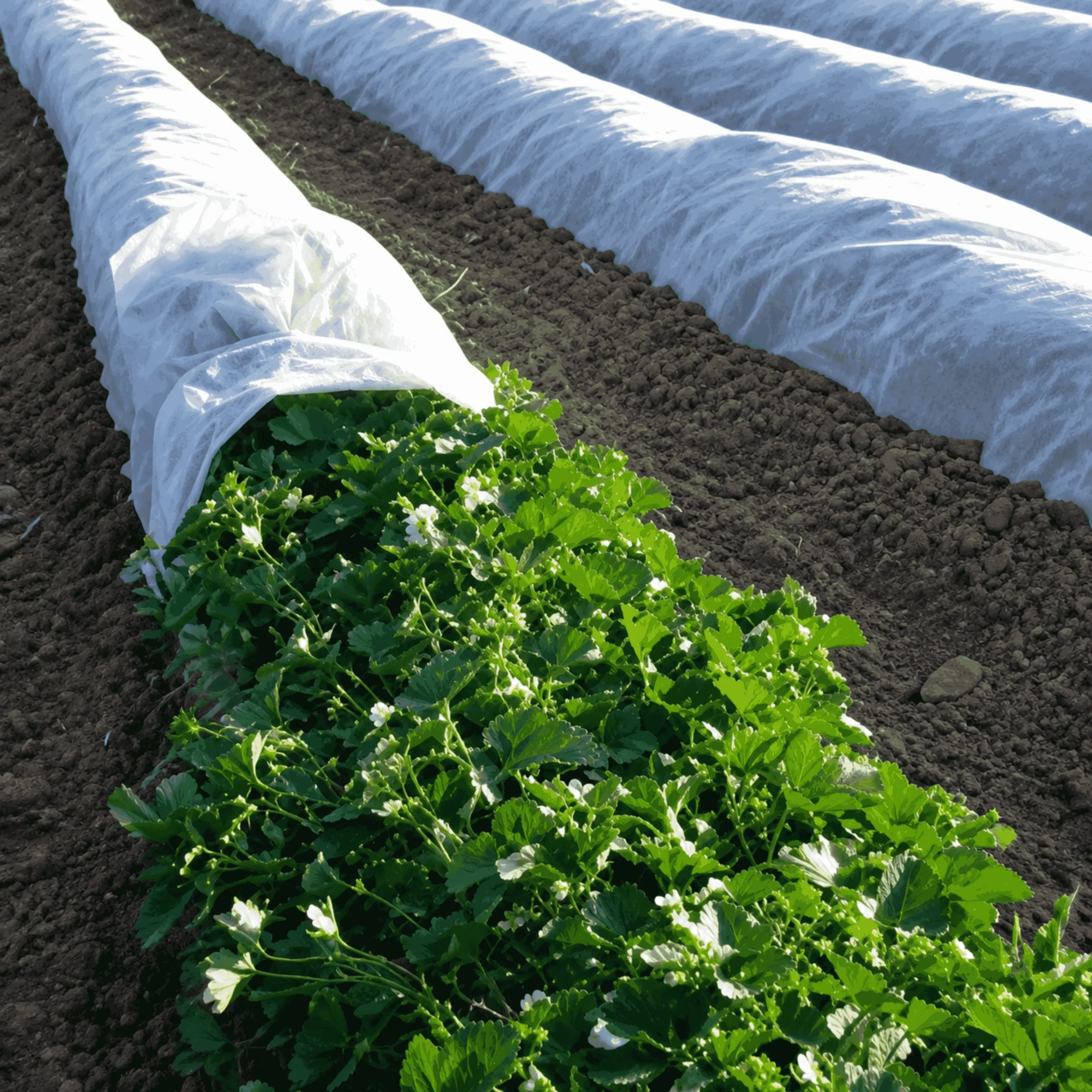 Crop Cover for Vegetable Crops
