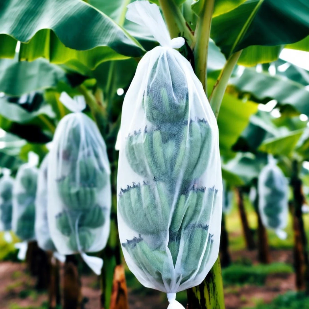 Banana Cover for Banana Crops